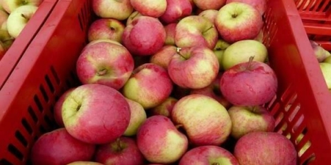 Auxis stabla jabuke: opis, njega, fotografije, oprašivači i recenzije vrtlara