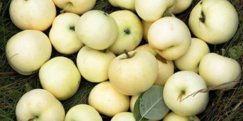 Bijeli fil od jabuke