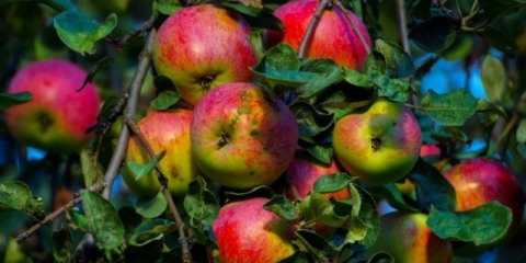 Drvo jabuke bessemyanka michurinskaya: opis sorte, njega, fotografije i recenzije