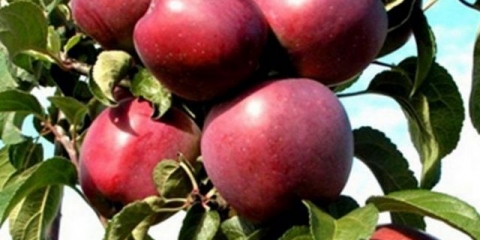 Stablo jabuke chervonets (stupasto)