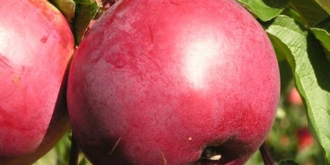 Jabuka darunok (darunak): opis, fotografija, samoplodnost, recenzije vrtlara