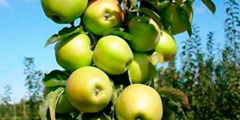 Iksha stablo jabuke (stupasto)