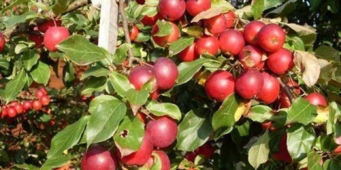 Kineska jabuka kerr: opis, period zrenja, fotografije i recenzije