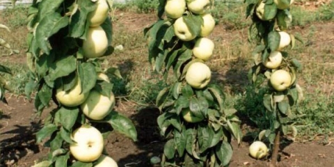 Stablo jabuke stubasto predsjednik