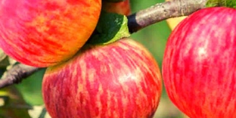 Prugasto drvo jabuke cimeta: opis i karakteristike sorte, kako saditi, oprašivači