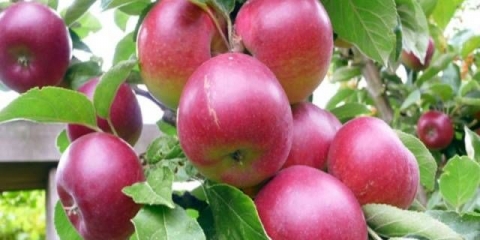 Jabuka kovalenkovo: sadnja, obrezivanje