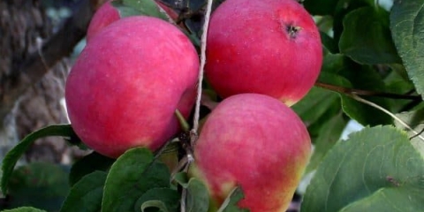 Crveni jabuka - opis opis sorte suislep dekorativni