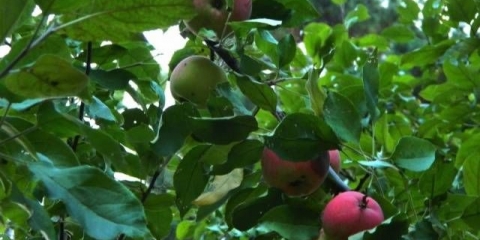 Jabuka: opis, fotografije, recenzije, sadnja