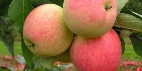 Drvo jabuke iz snova