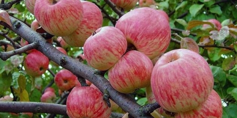 Melba crvena jabuka: opis, fotografija, sadnja i njega