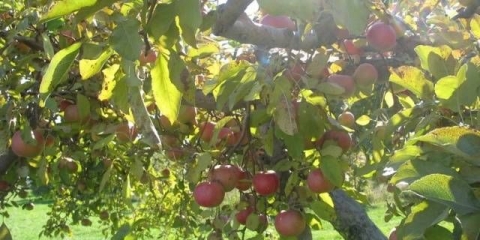 Drvo jabuke orlik: opis sorte, sadnja i njega