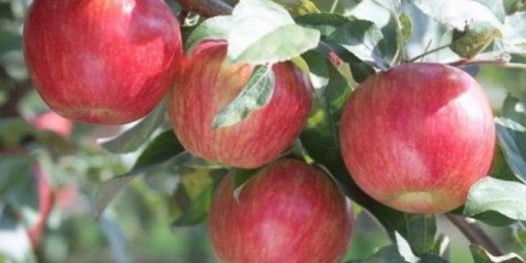 Drvo jabuke pepin šafran