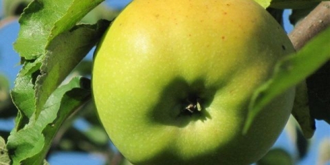 Apple pobeda (chernenko): opis, fotografija, prednosti i nedostaci, recenzije vrtlara