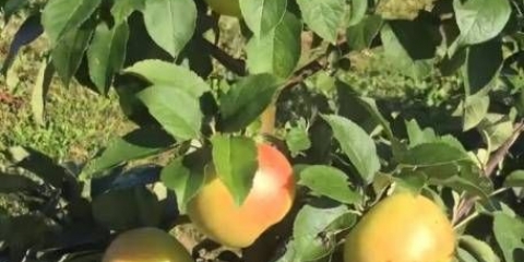 Stablo jabuke predsjednik stubasto: karakteristike, sadnja i njega