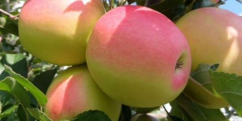 Drvo jabuke sjevernog sinapa: opis, njega, fotografija, očuvanje kvalitete i recenzije