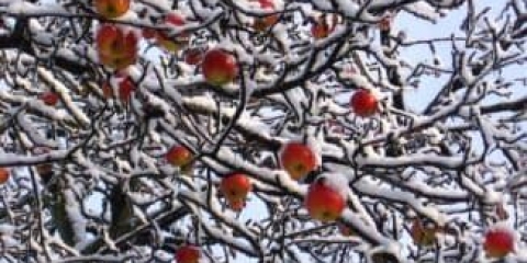 Stablo sibirske jabuke i 11 najboljih sorti otpornih na mraz za sibir