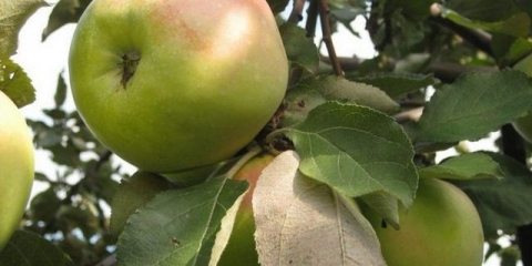 Drvo jabuke sinap orlovsky