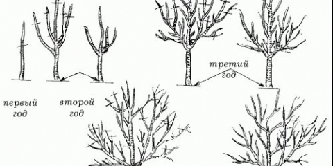 Sorte jabuka slava pobjednicima