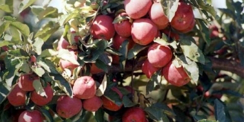 Stablo jabuke zvjezdasto grimizno