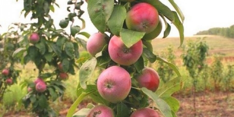 Jabuka valuta stubasta