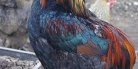 Jajna rasa pilića - araucana