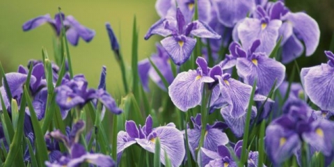 Japanski irisi: sorte sa fotografijama i imenima