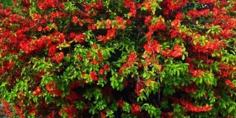 Japanski henomeles (dunja): kako raste, cvjeta, zašto ne donosi plodove