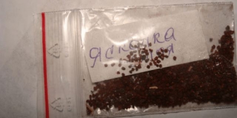 Bieberstein mladica: fotografija, opis, uzgoj iz sjemena