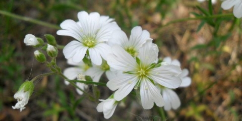Yaskolka kostentsovaya (obična, kopljasta): opis, fotografija