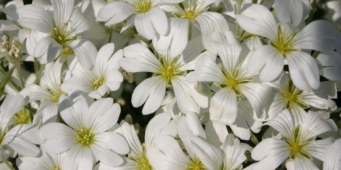 Yaskolka višegodišnji snježni tepih: sadnja i njega, fotografija u gredici