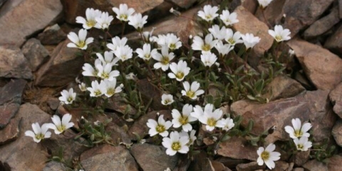 Yaskolka srebrna: sadnja i njega, fotografija
