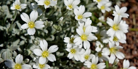 Yaskolka srebrni tepih: uzgoj iz sjemena, recenzije