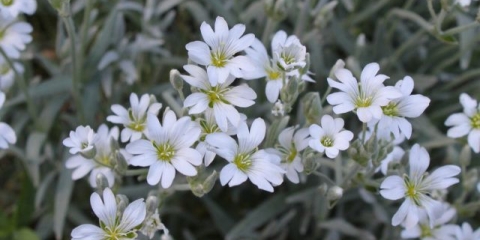 Yaskolka u pejzažnom dizajnu: fotografija u cvjetnom krevetu, reprodukcija