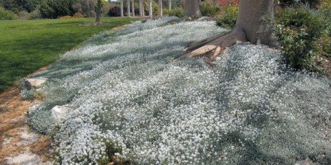 Felt yaskolka: fotografija, sadnja i njega