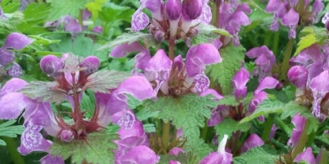 Pjegava jagnjetina: sadnja i njega, fotografija