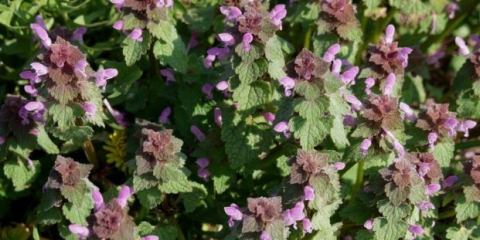 Ljubičasta jagnjetina: lekovita svojstva, opis biljke