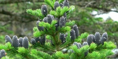 Eterično ulje jele: svojstva i primjena, recenzije