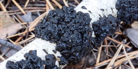 Zacrnjenje exidia: fotografija i opis