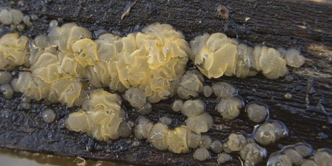 Exsidia cartilaginous: fotografija i opis