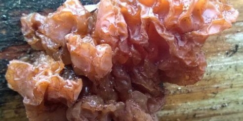 Exsidia šećer: fotografija i opis