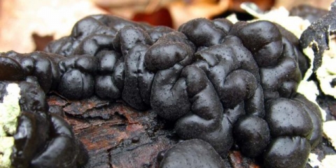 Exsidia glandular: fotografija i opis