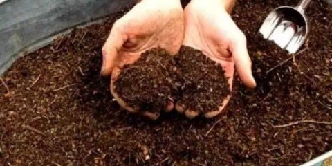 Ekstrakt konjskog stajnjaka