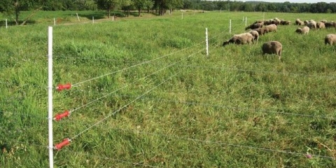 Električni pastir za stoku