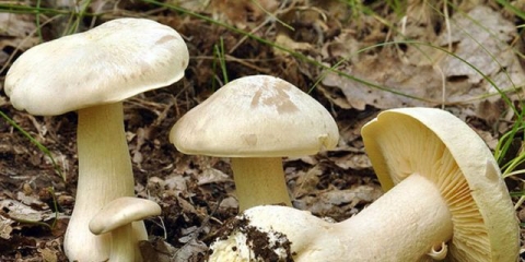 Entoloma otrovna (kalaj, otrovna ružičasta ploča): fotografija i opis, karakteristike