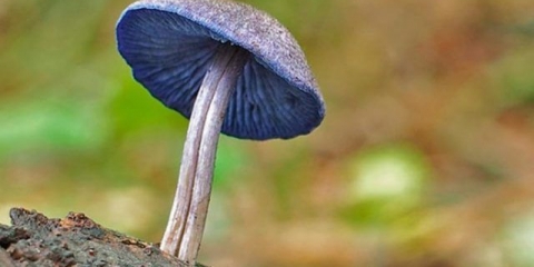 Entoloma jarke boje (jarko obojena ružičasta ploča): fotografija i opis