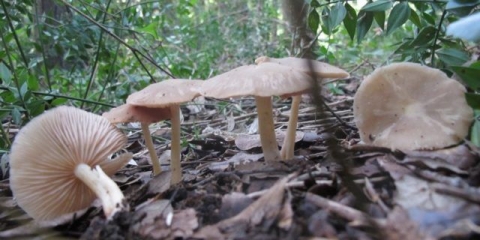Entoloma opuštena (ružičasto-siva): fotografija i opis