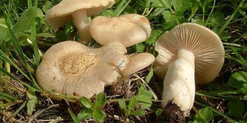 Entoloma sepium (svijetlo smeđa): fotografija i opis