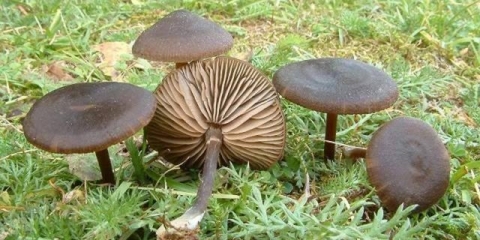 Entoloma svilenkasta (ružičasta svilenkasta ploča): fotografija i opis