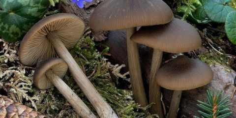 Entolom grubih nogu: fotografija i opis