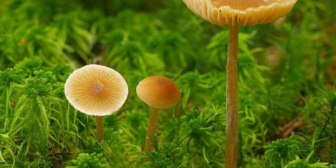 Entoloma štitnik (štit, ružičasti pločasti štitnik): fotografija i opis